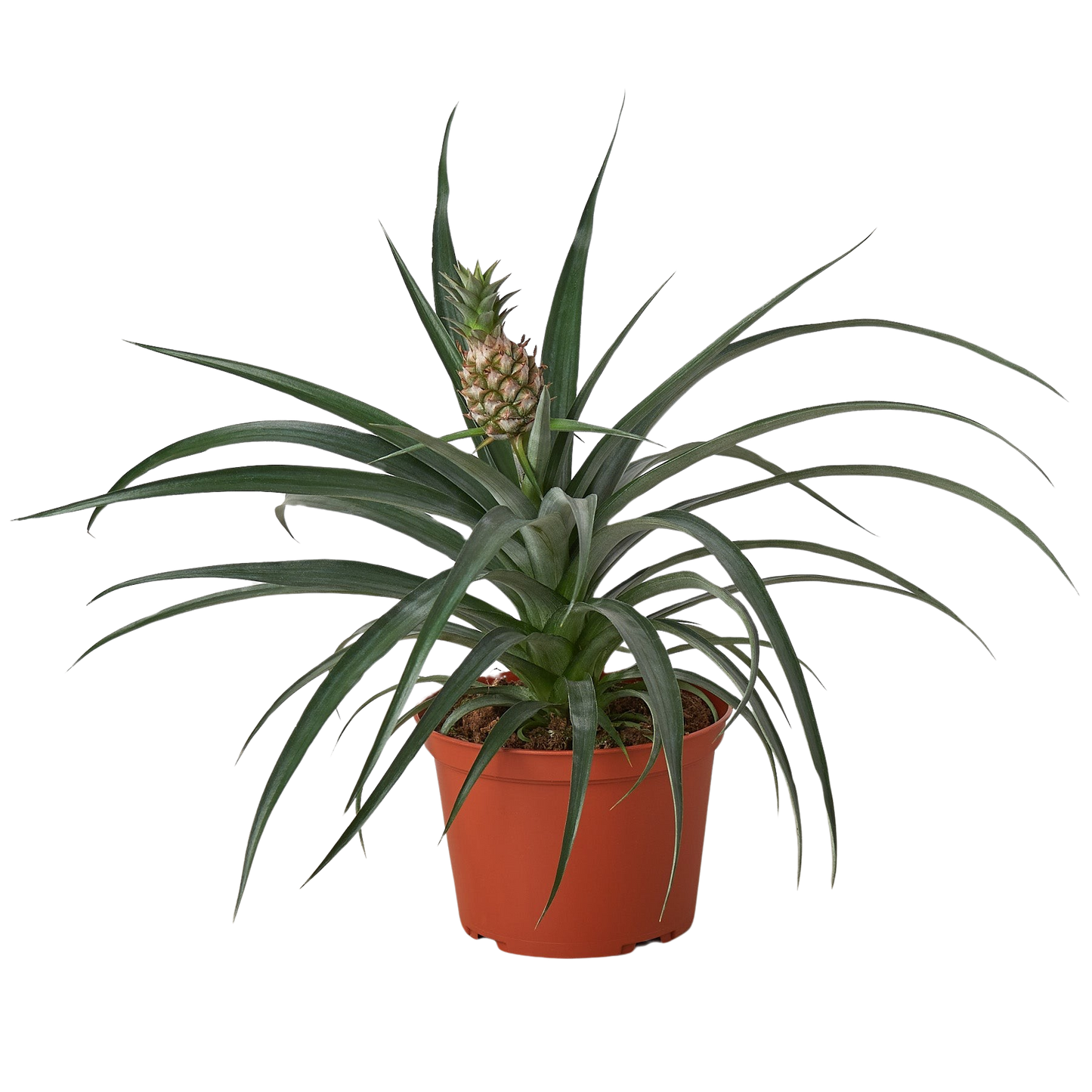 Bromeliad Yellow Pineapple in 6 Inch Pot
