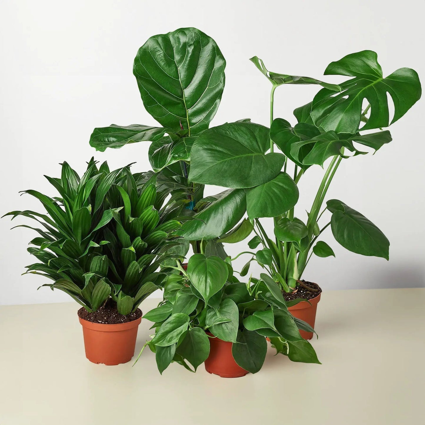 Four Easy Plants Bundle with Monstera Split Leaf, mixed houseplants on Tampa Home & Garden Store