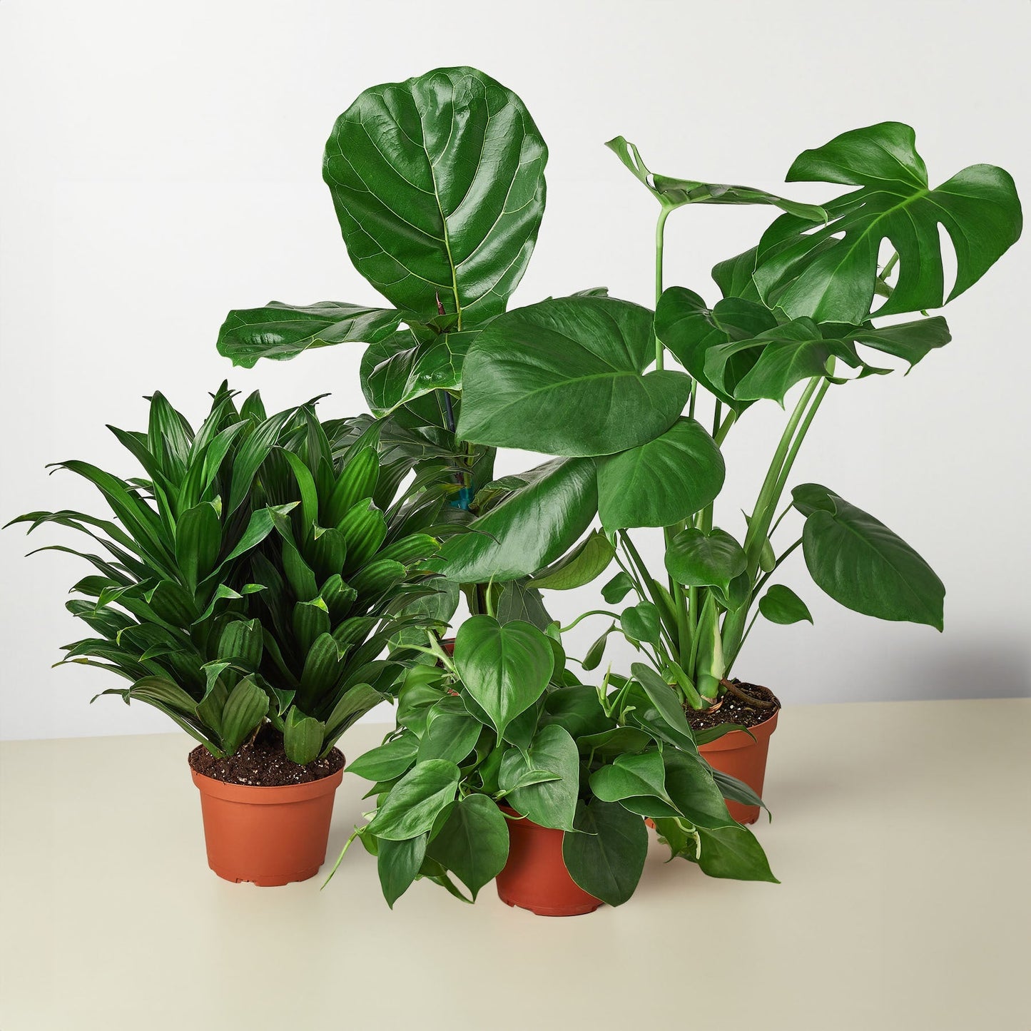 Best Selling Bundle 3 potted houseplants in terracotta with green leaves Rooted Treasures Farms on Tampa Home & Garden Store