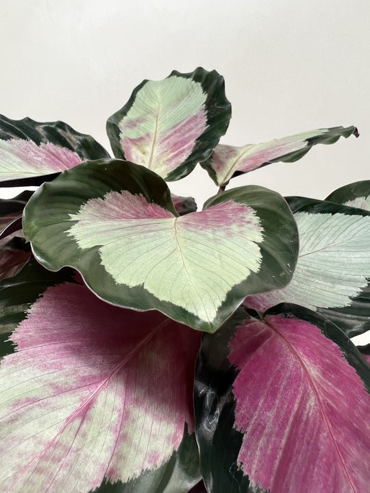 Calathea Roseopicta Silvia Prayer Plant
