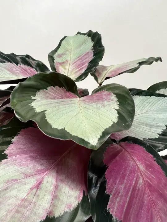Calathea Roseopicta Silvia Prayer Plant