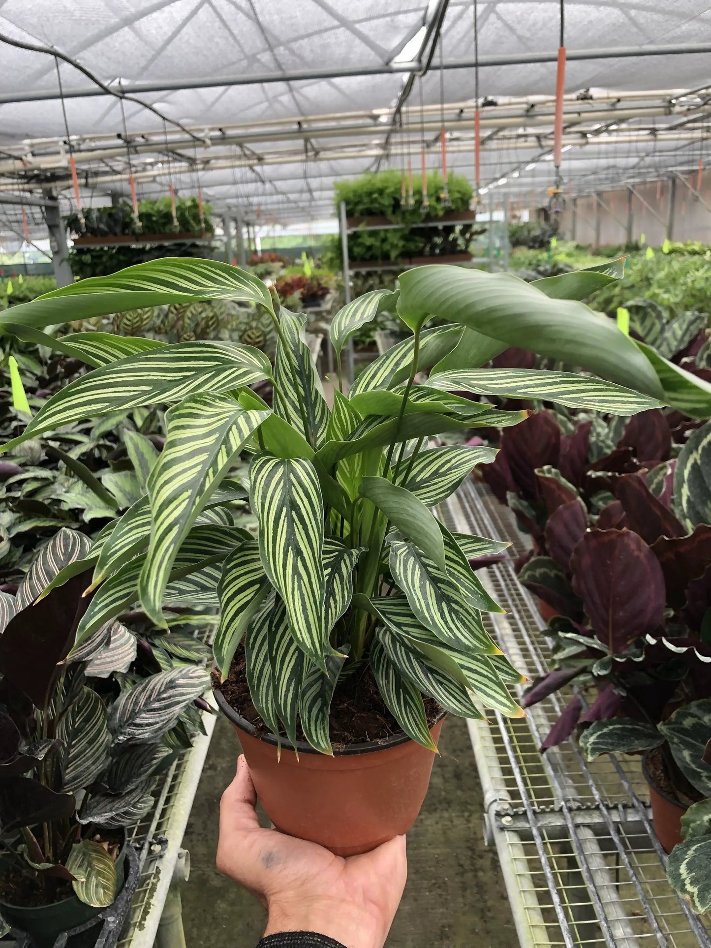 Calathea 'Vittata' - Tampa Home & Garden Store