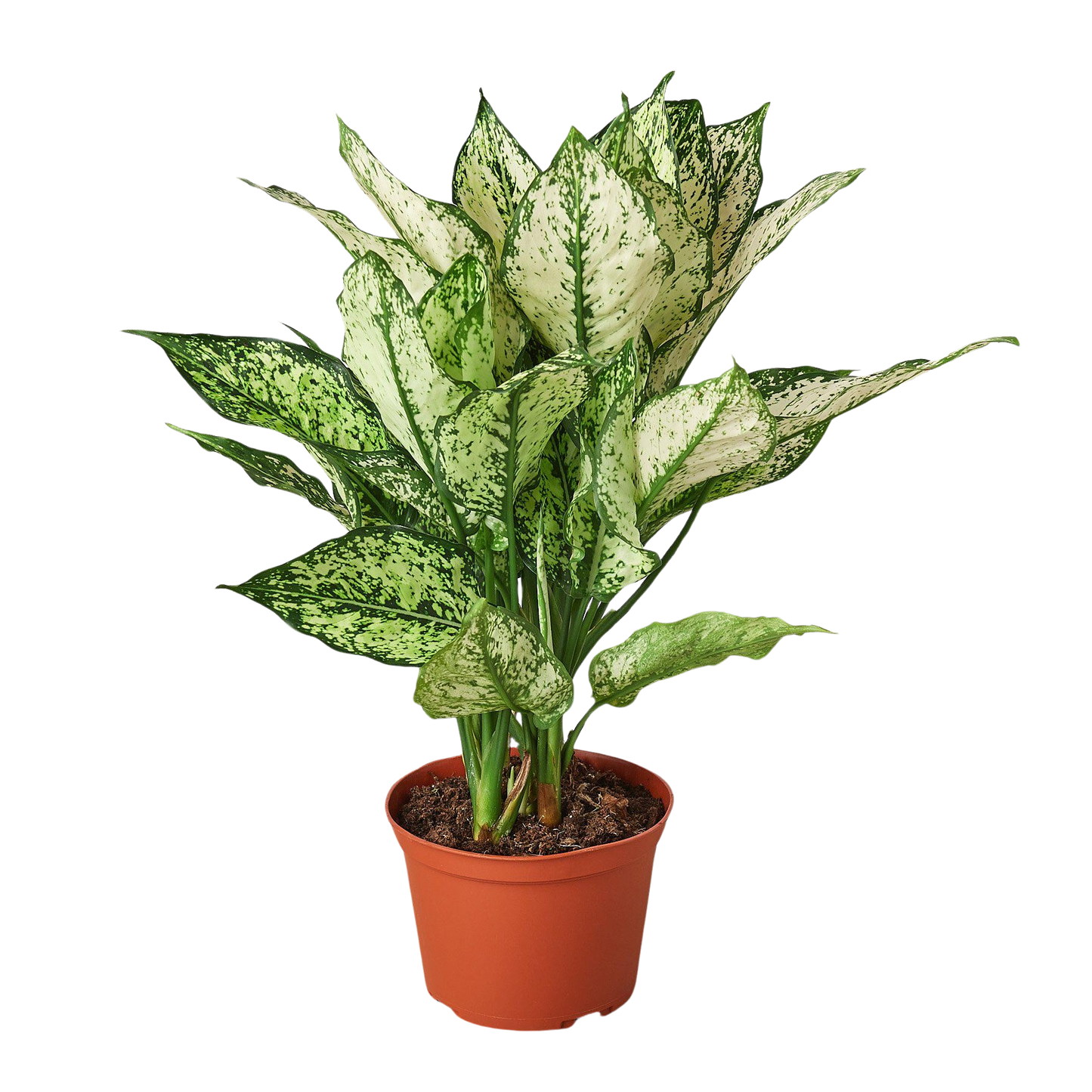 Chinese Evergreen 'First Diamond' - Tampa Home & Garden Store