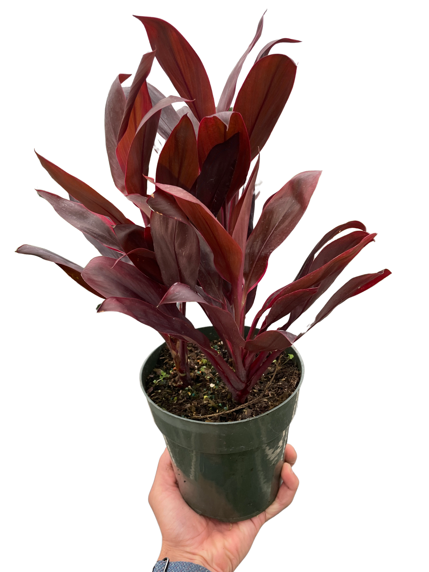 Cordyline Calypso Queen Plant for Indoor Gardens