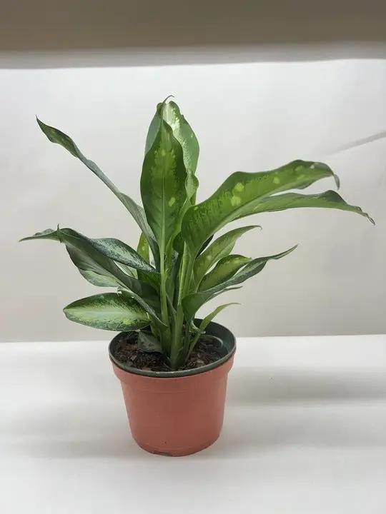 Dieffenbachia Panther - Tampa Home & Garden Store