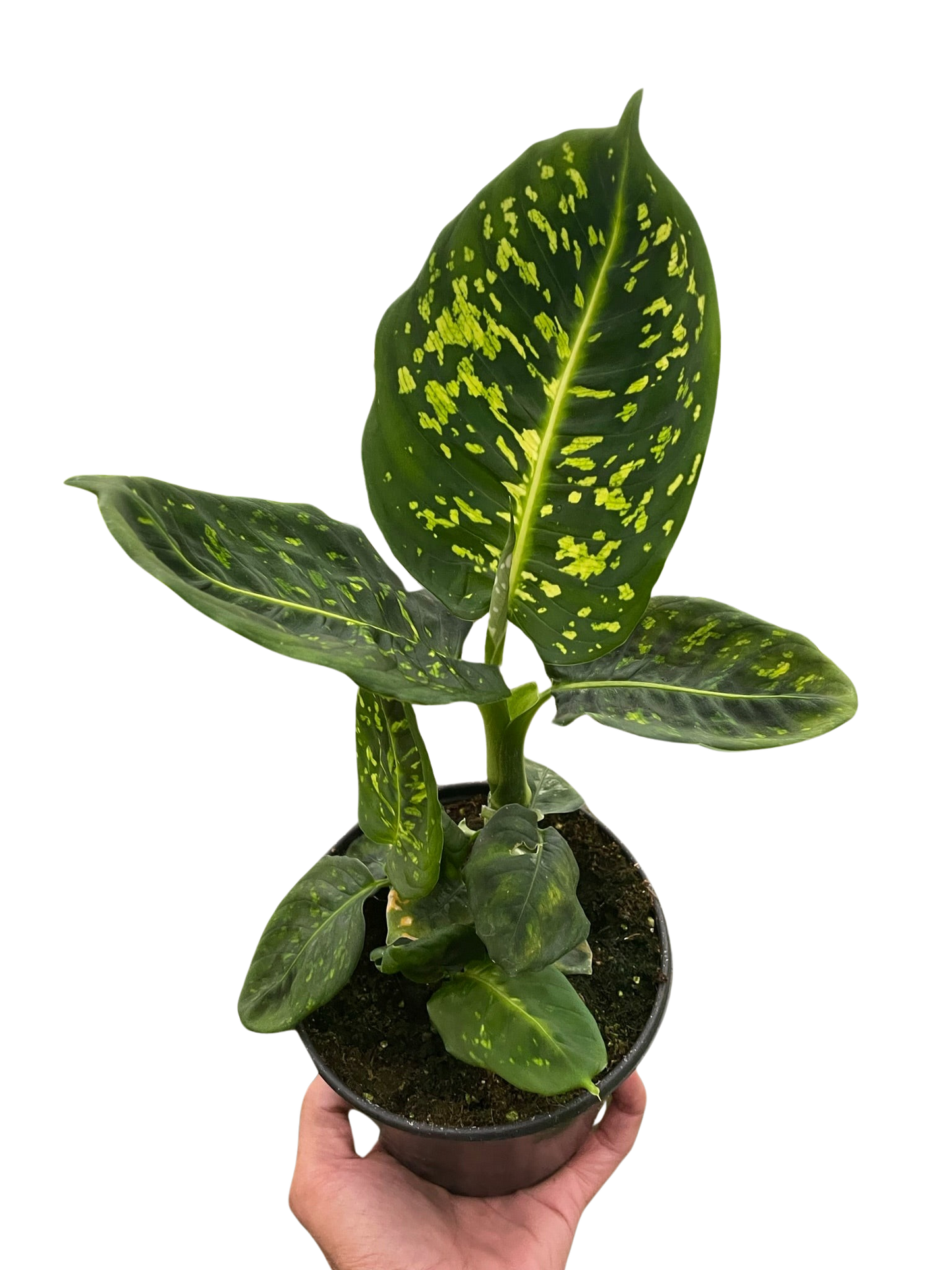 Dieffenbachia Reflector Plant for Indoor Decor