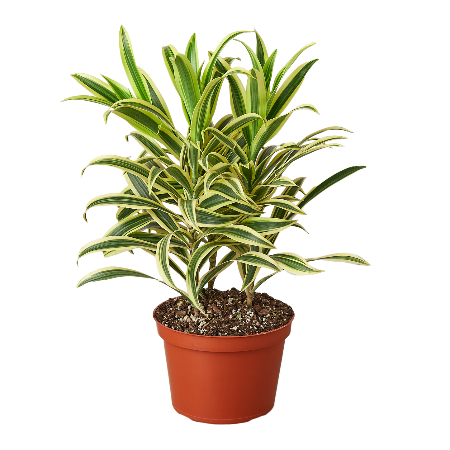 Dracaena Song of India in a 6in nursery pot with green cream leaves Rooted Treasures Farms on Tampa Home & Garden Store