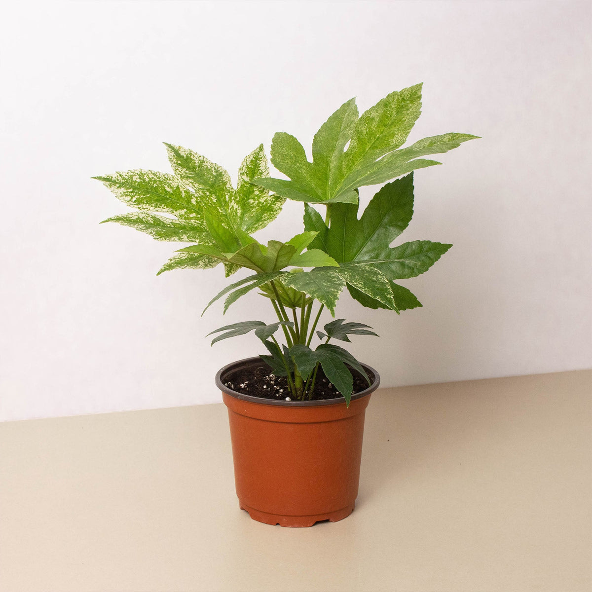 Fatsia Spider's Web indoor plant variegated green and cream leaves in terracotta pot on Tampa Home & Garden Store