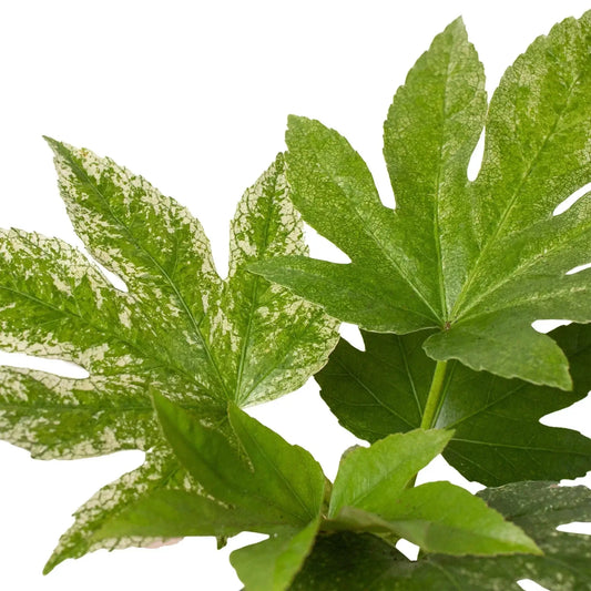 Fatsia Spider's Web variegated indoor plant leaves with white speckling on Tampa Home & Garden Store