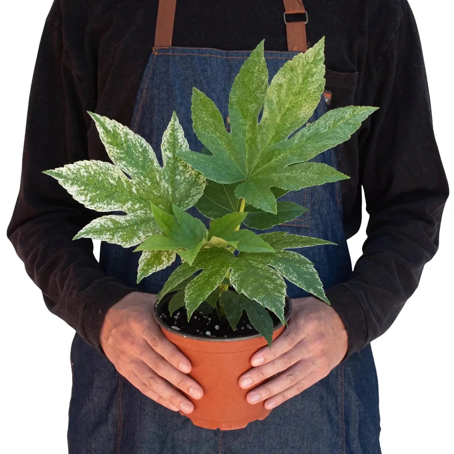 Fatsia 'Spider's Web' - Tampa Home & Garden Store