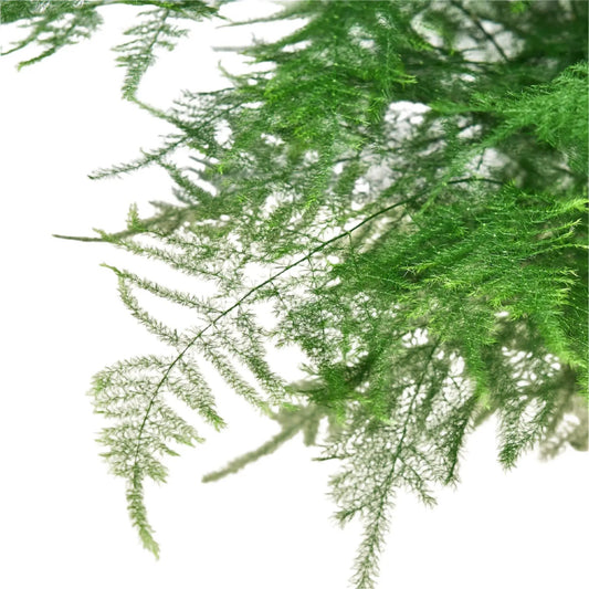Asparagus Fern Plumosa 6in plant with delicate feathery green fronds on Tampa Home & Garden Store