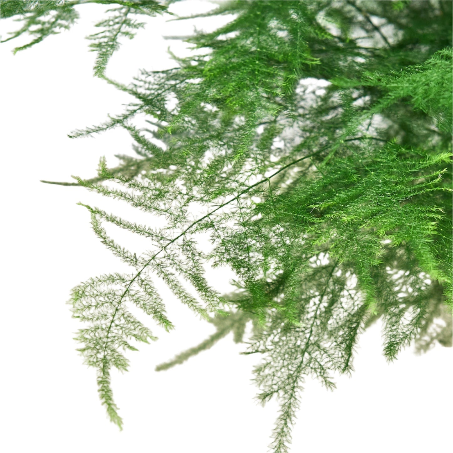 Asparagus Fern Plumosa 6in plant with delicate feathery green fronds on Tampa Home & Garden Store
