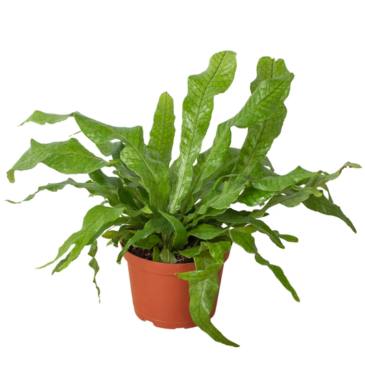 Crocodile Fern Microsorum musifolium terracotta pot with bright green crinkled leaves on Tampa Home & Garden Store