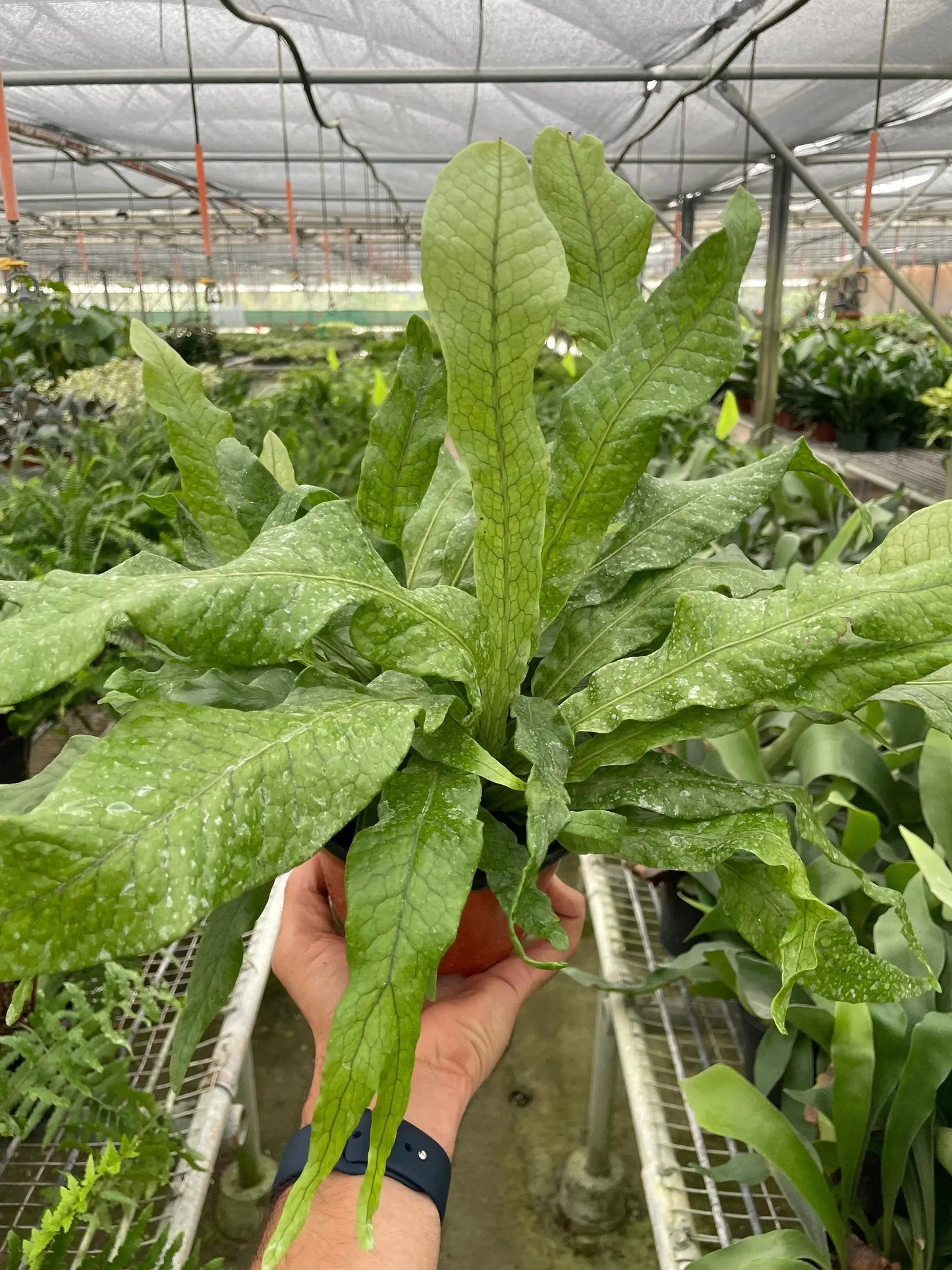 Fern 'Crocodile' - Tampa Home & Garden Store