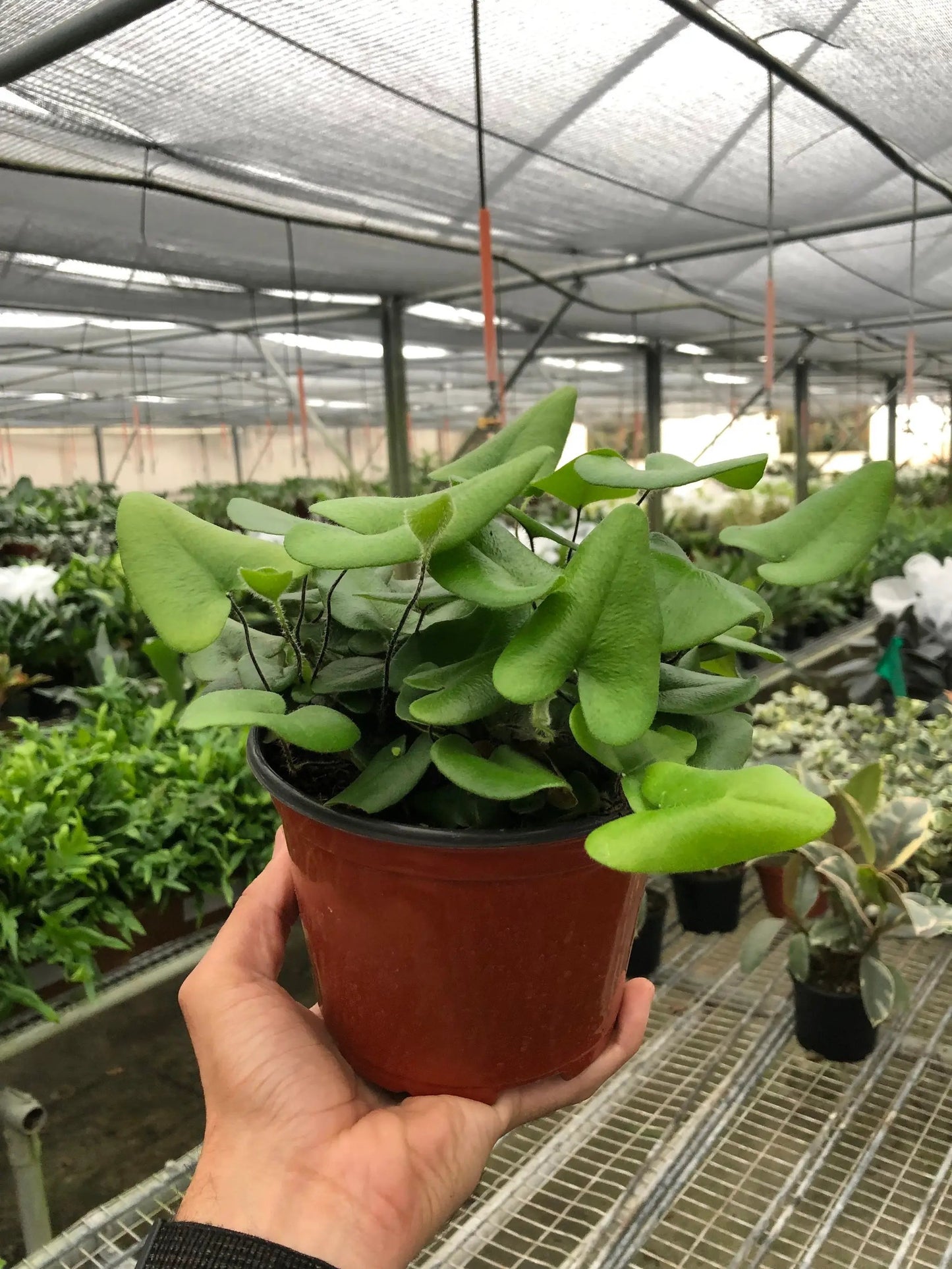 Fern 'Heart' - Tampa Home & Garden Store