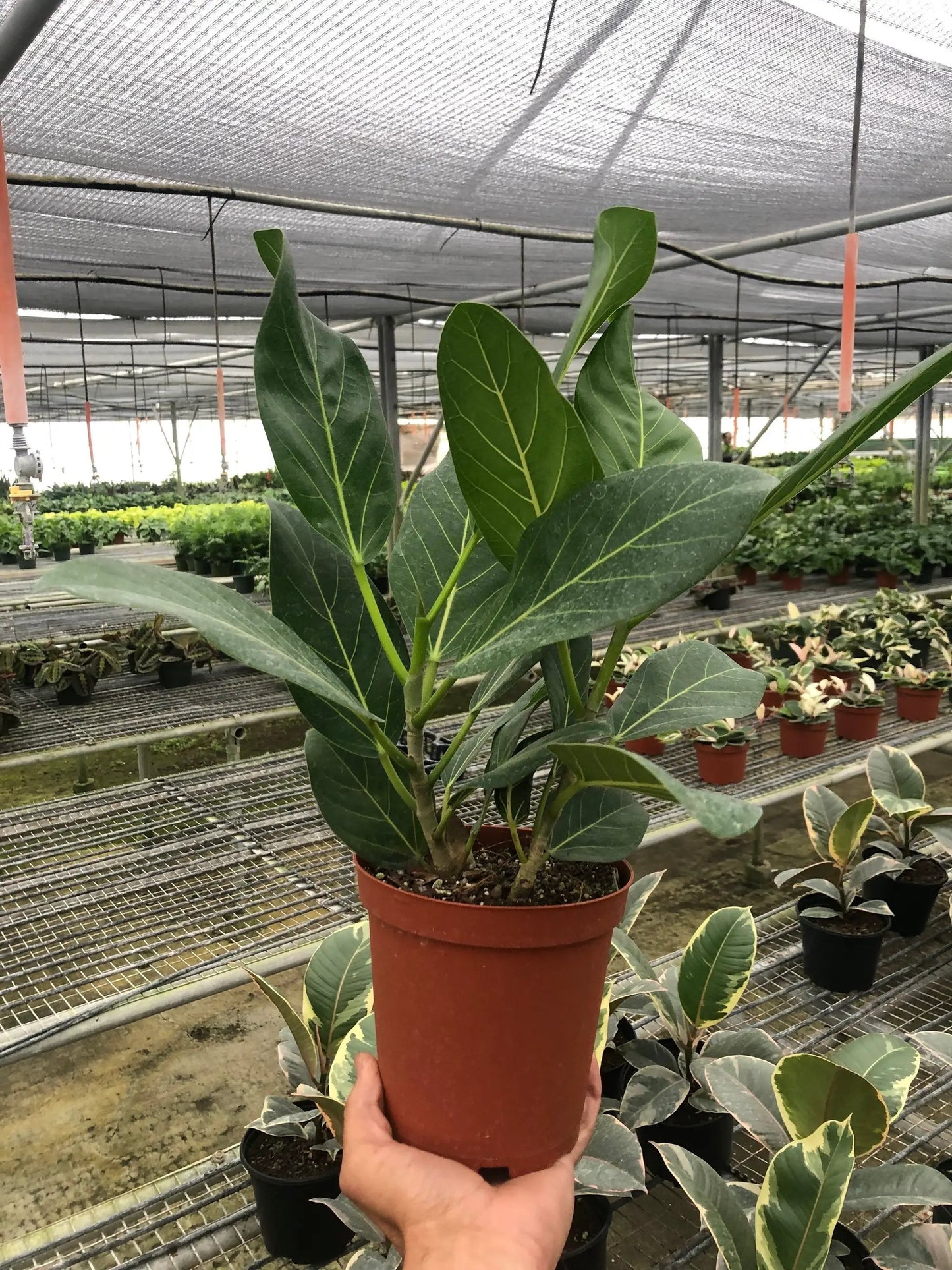 Ficus 'Audrey' - Tampa Home & Garden Store