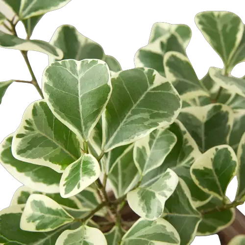 Ficus Elastica Triangularis Variegated Rubber Plant with green and cream leaves potted on Tampa Home & Garden Store