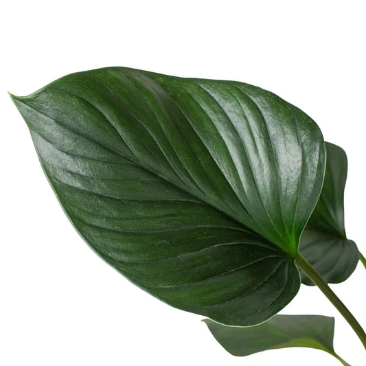 Homalomena Emerald Gem indoor plant leaf close-up, glossy dark green foliage on Tampa Home & Garden Store