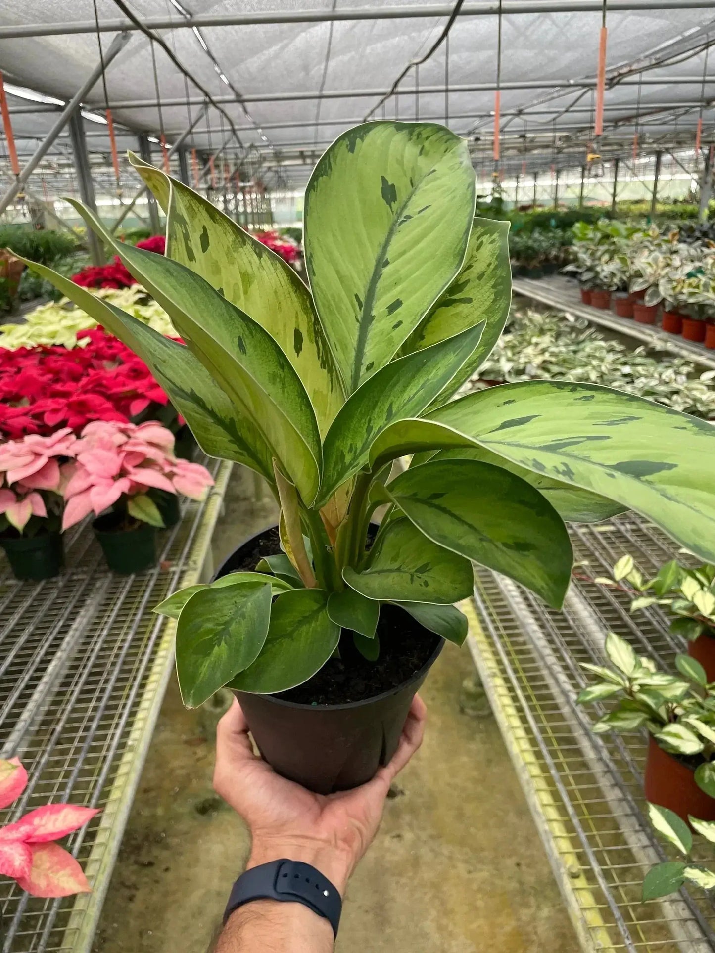 Homalomena Selby shield plant Queen of Hearts in a pot with green leaves House Plant Shop on Tampa Home & Garden Store