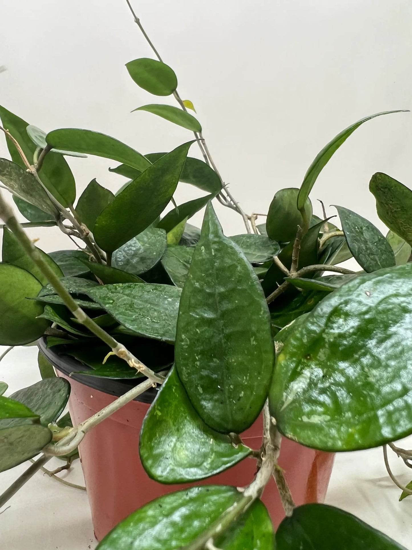 Hoya 'Black Margin' - Tampa Home & Garden Store