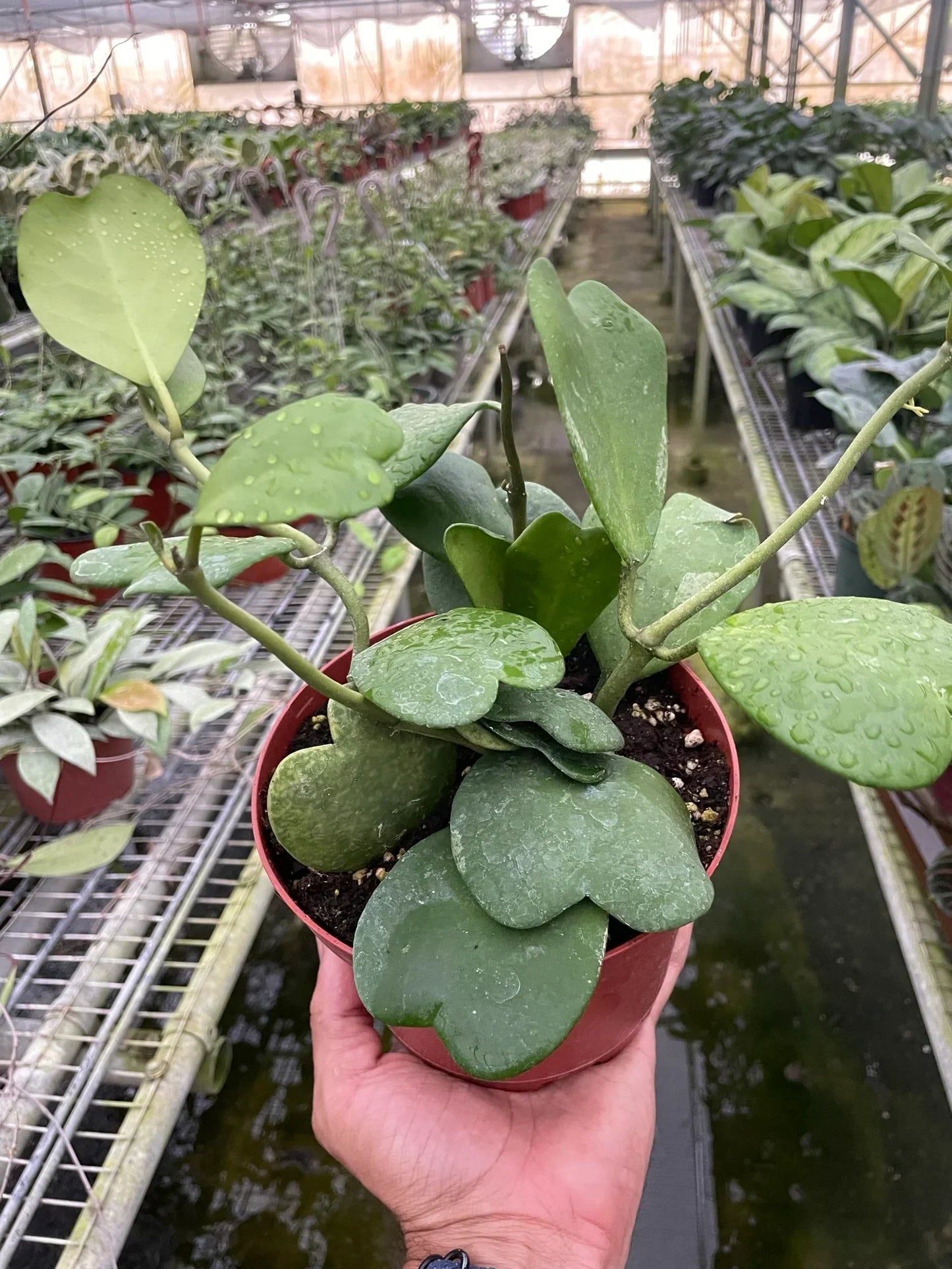 Hoya Sweetheart 4-inch plant, Rooted Treasures Farms, glossy heart-shaped leaves in a red pot on Tampa Home & Garden Store