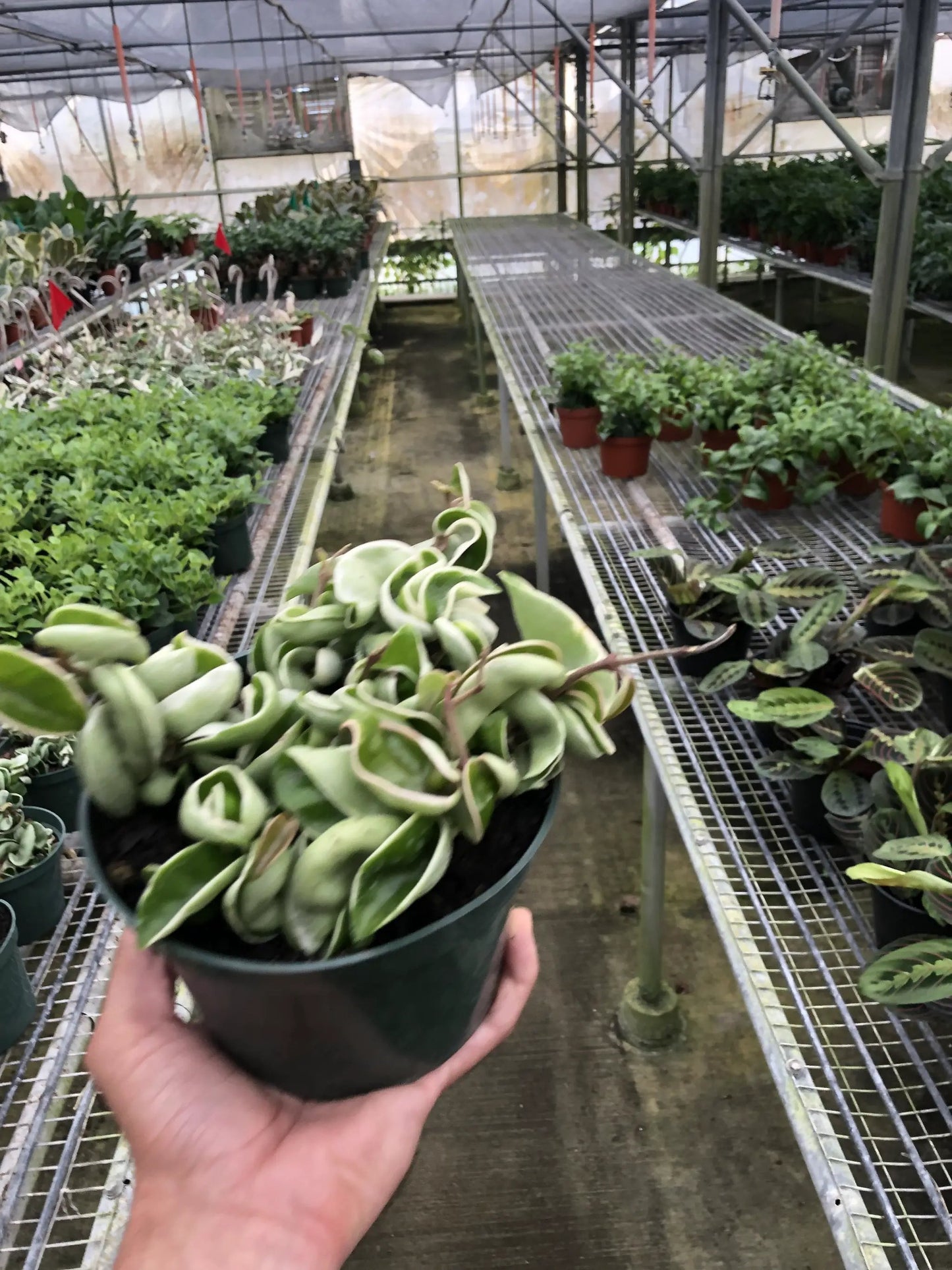 Hoya Hindu Rope Variegated 4-inch Wax Plant in green pot with twisted cream-edged leaves on Tampa Home & Garden Store
