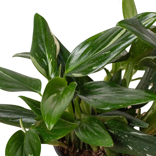 Monstera Standeleyana Albo Variegated indoor plant with glossy dark leaves and pale speckles on Tampa Home & Garden Store