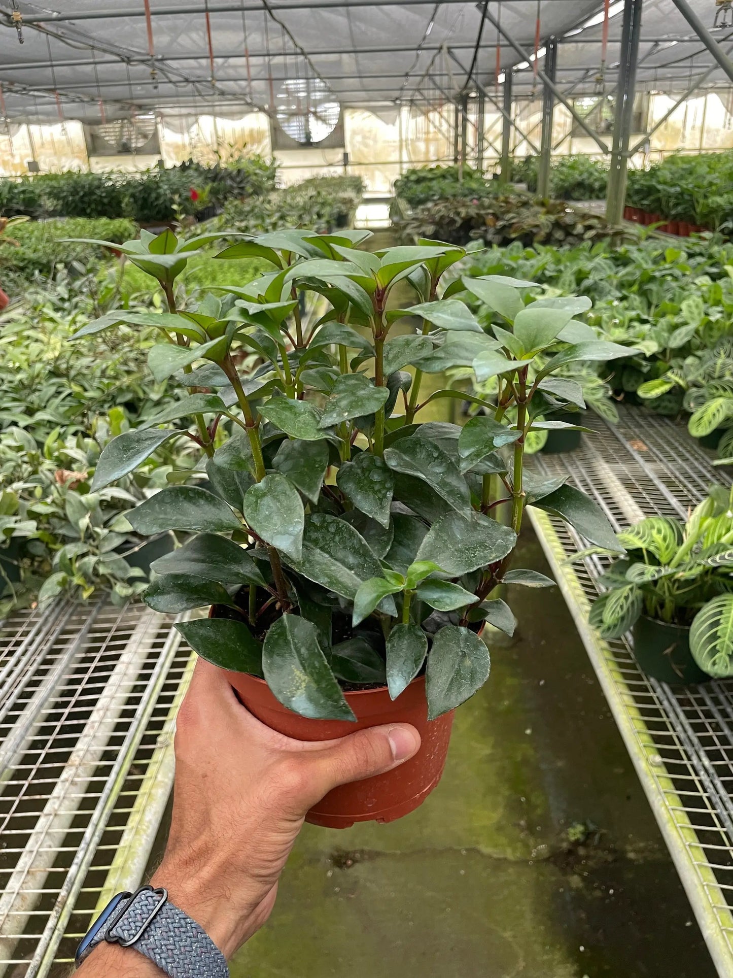 Nematanthus Black Goldfish Plant in a terracotta pot with glossy green leaves and reddish stems on Tampa Home & Garden Store