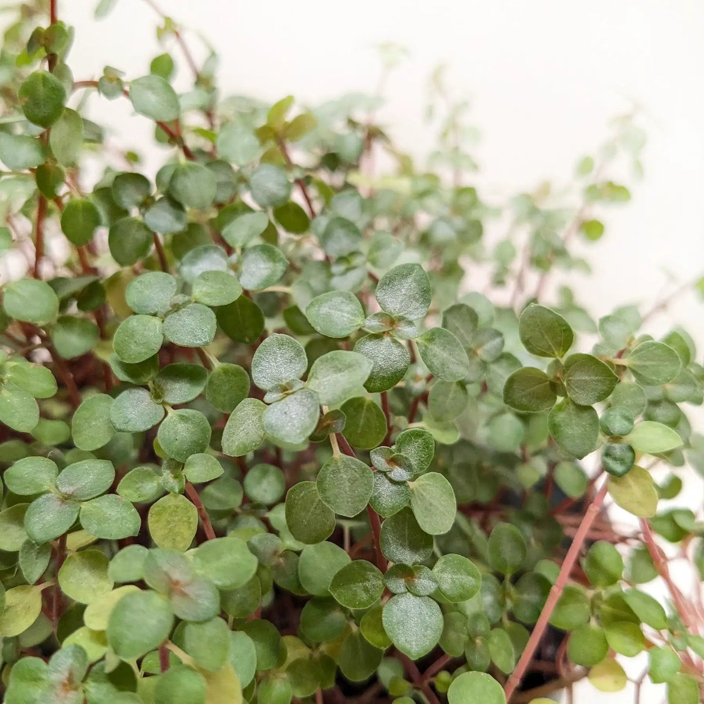 Nettle 'Silver Sparkle' - Tampa Home & Garden Store