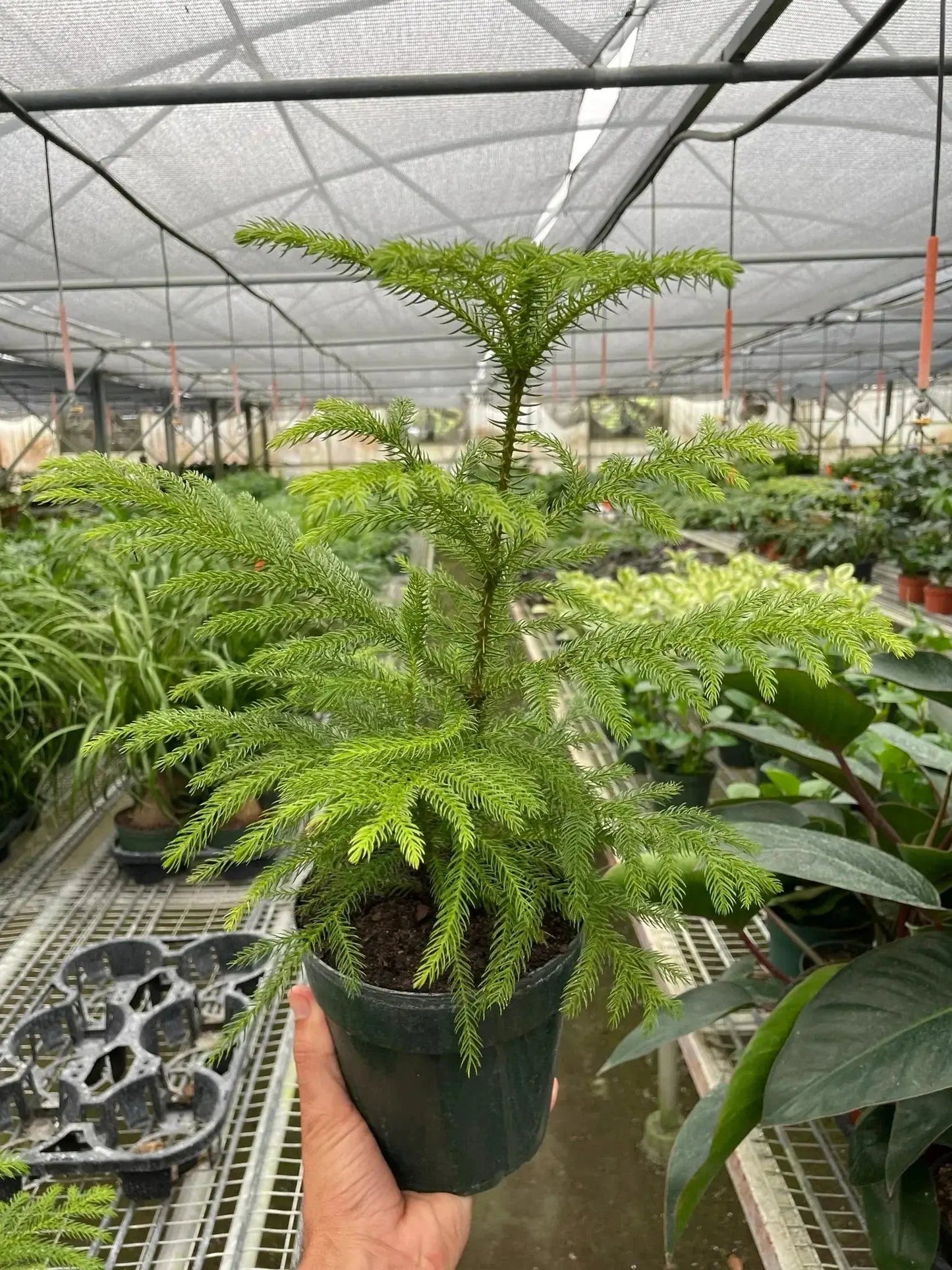 Norfolk 'Island Pine' - Tampa Home & Garden Store