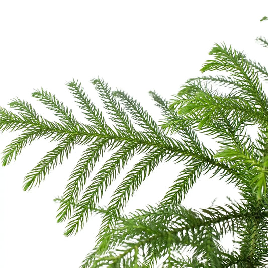 Norfolk Island Pine Araucaria Heterophylla foliage close-up with vibrant green needles on Tampa Home & Garden Store