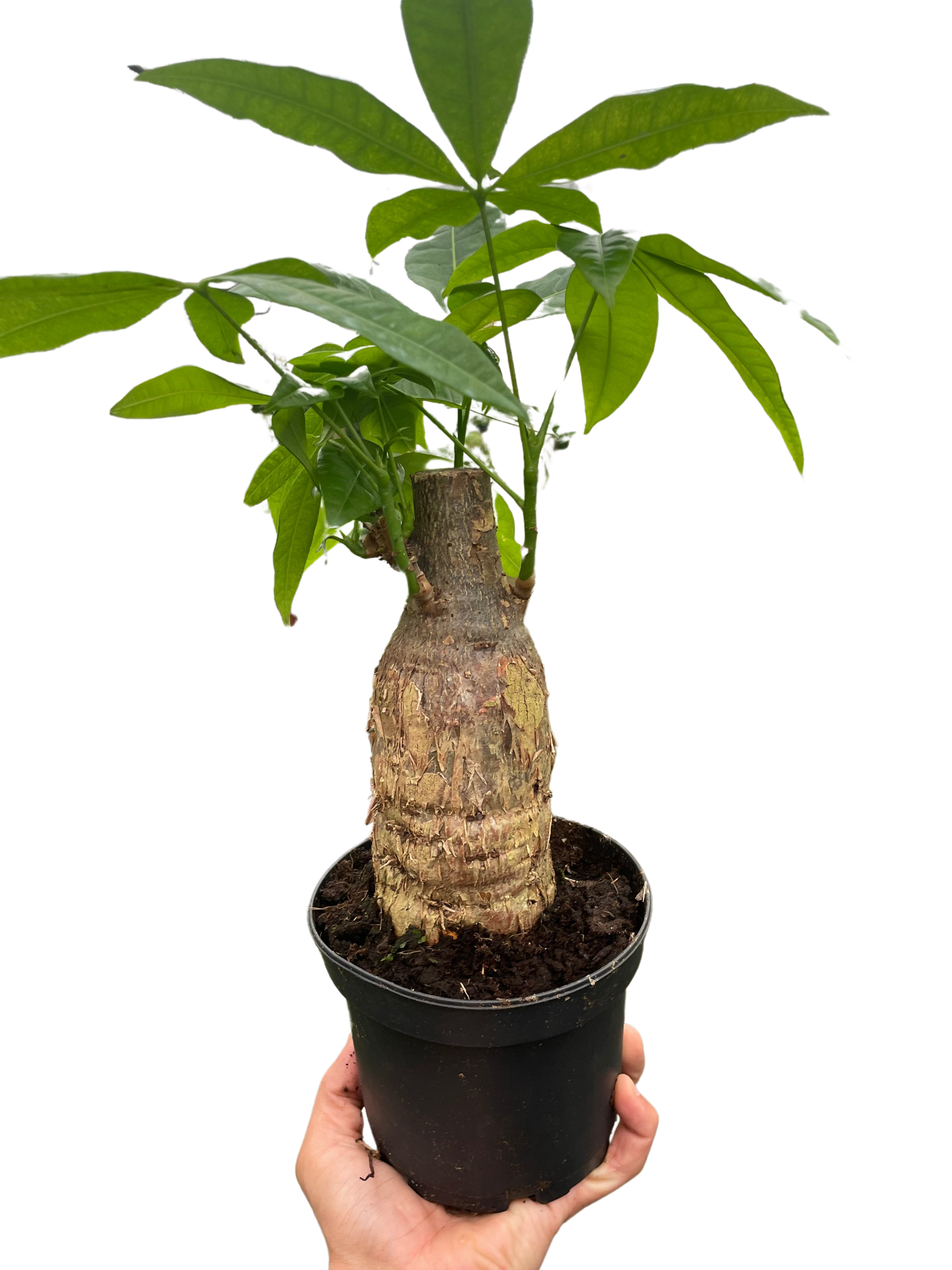 Money Tree 'Guiana Chestnut' Pachira Stump - Tampa Home & Garden Store