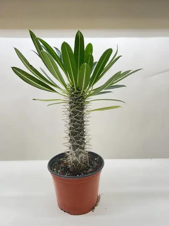 Pachypodium 'lamerei' (Madagascar Palm) - Tampa Home & Garden Store