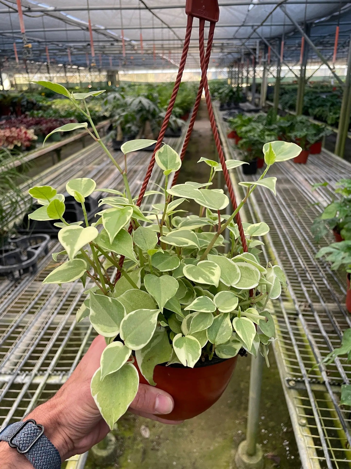 Peperomia Cupid Heartleaf Plant for Indoor Decor