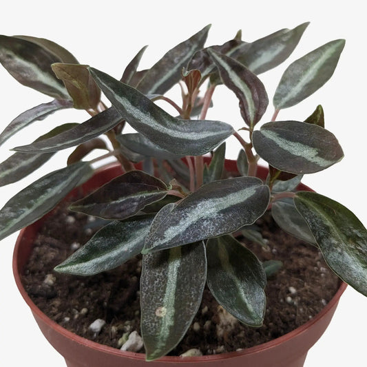 Peperomia Metallica indoor plant with metallic dark-green leaves in a red pot on Tampa Home & Garden Store