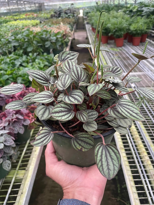 Peperomia Piccolo Banda Rugosa indoor plant with silver-veined rounded leaves on reddish stems on Tampa Home & Garden Store