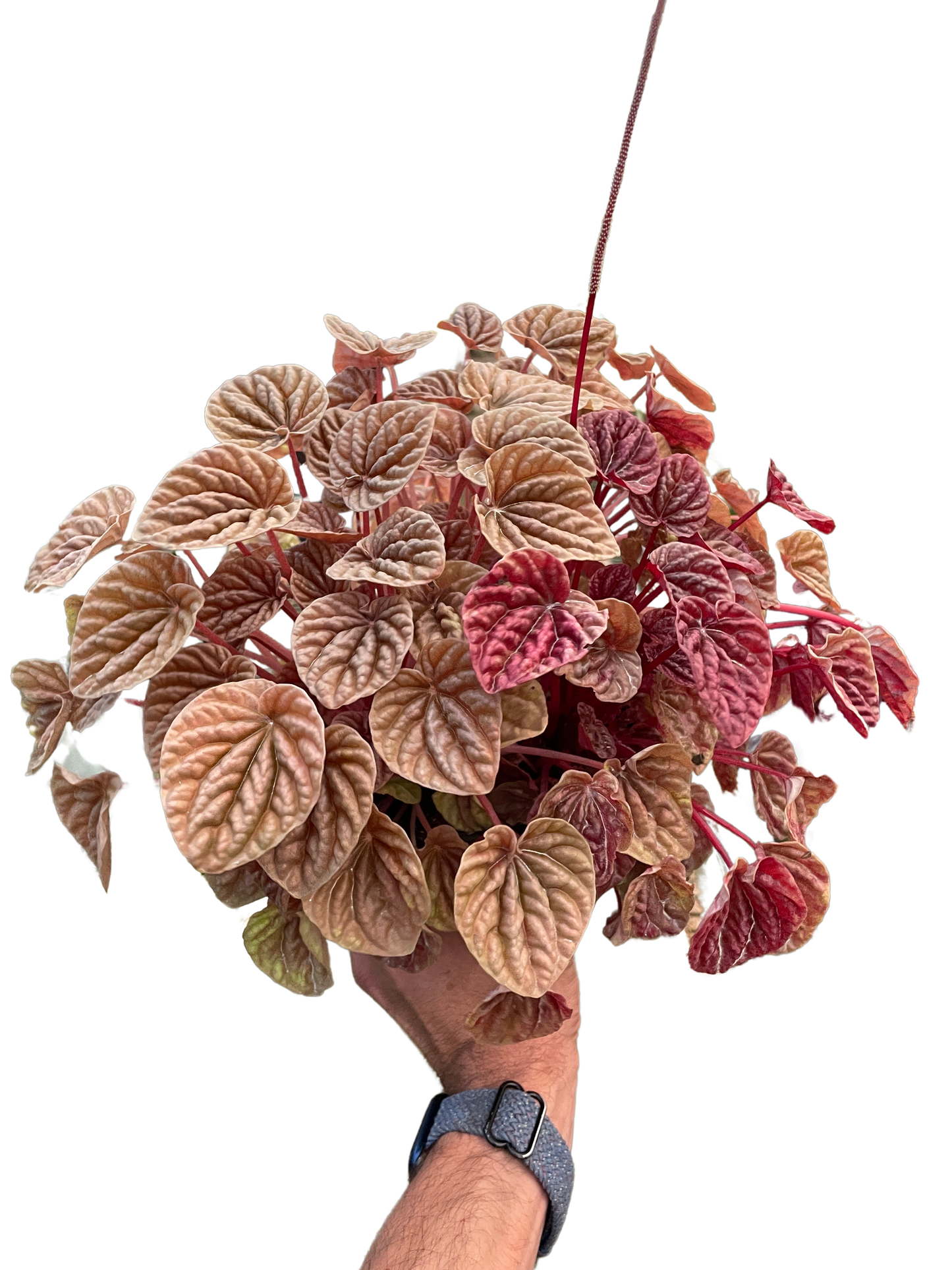 Peperomia 'Quito' - Tampa Home & Garden Store