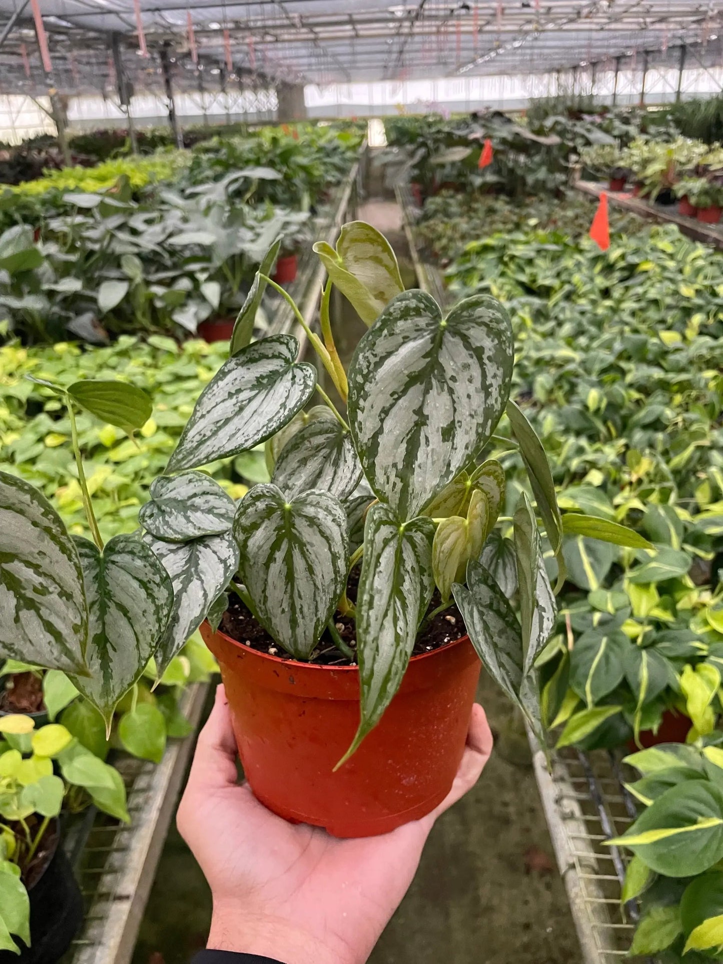 Philodendron 'Brandi' - Tampa Home & Garden Store