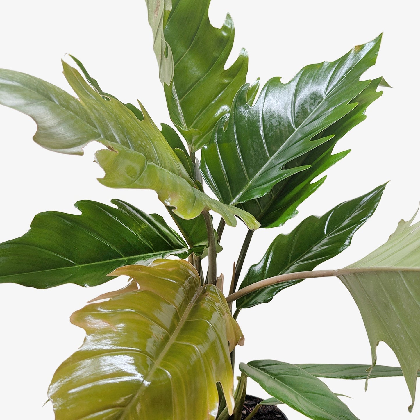 Philodendron Choco Empress climbing houseplant with large glossy green leaves on Tampa Home & Garden Store