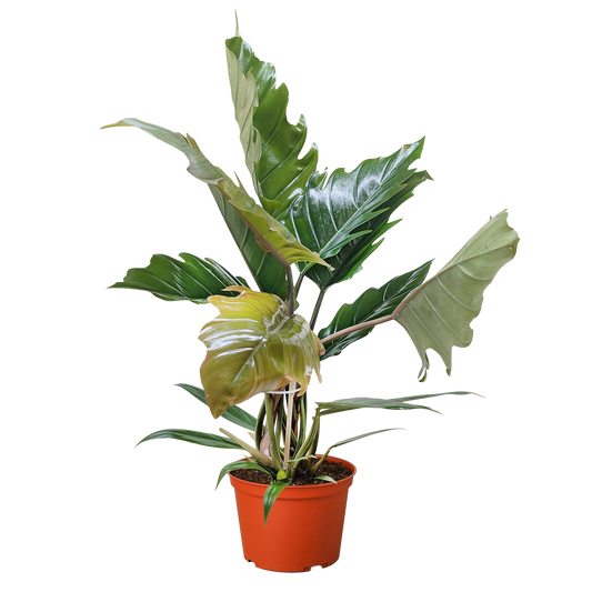 Philodendron Choco Empress climbing houseplant with glossy dark green lobed leaves in orange pot on Tampa Home & Garden Store