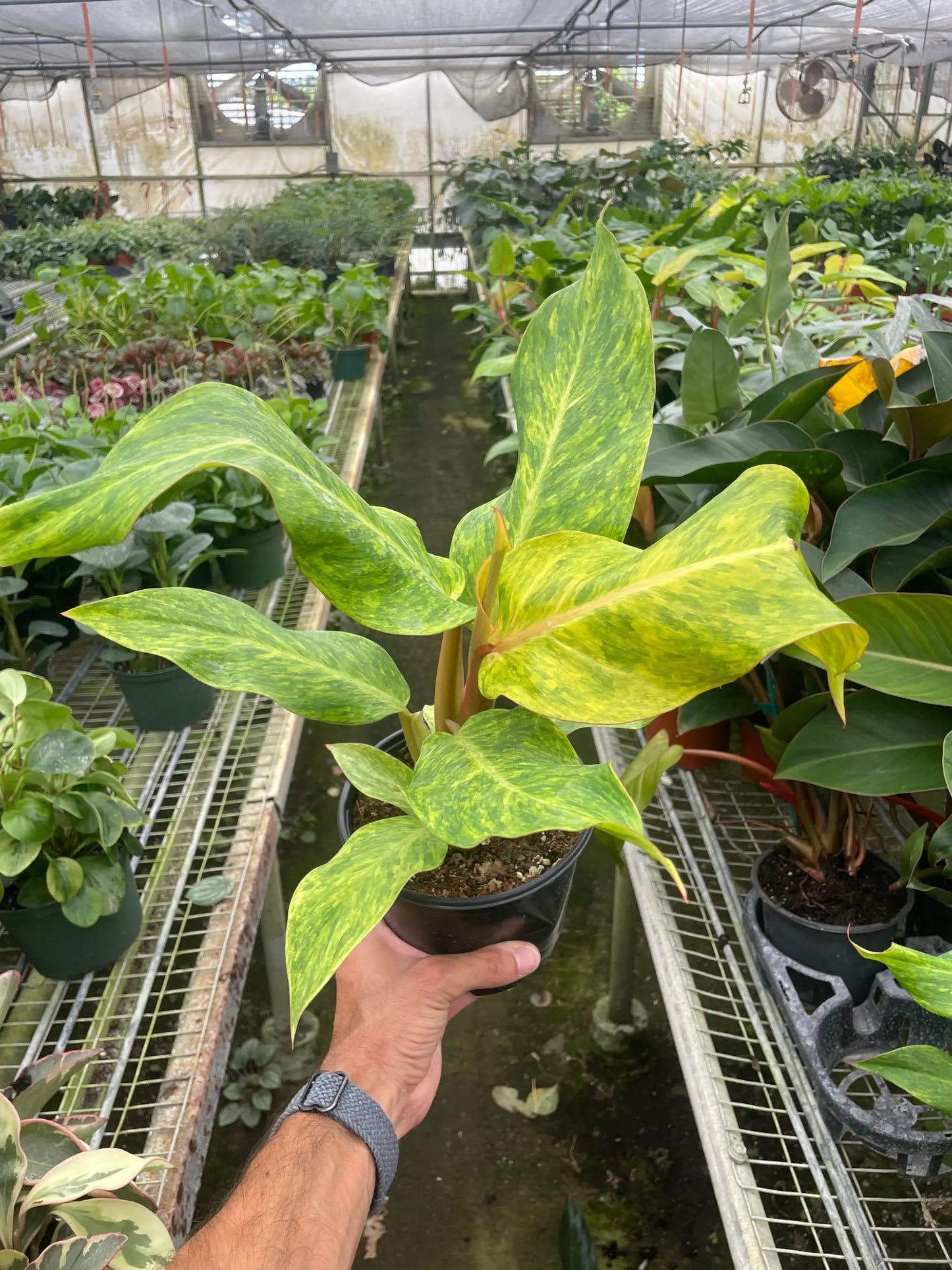 Philodendron 'Orange Marmalade' - Tampa Home & Garden Store