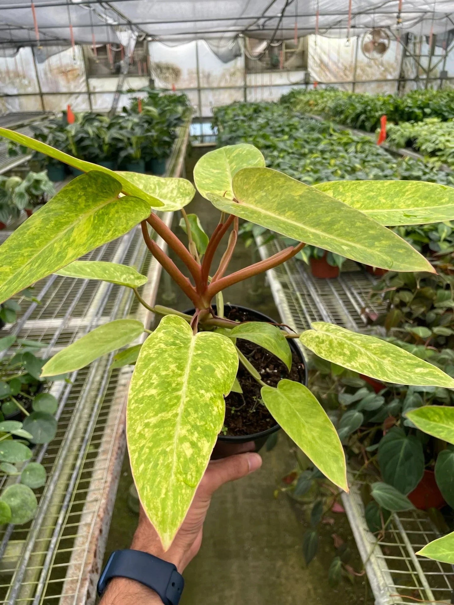 Painted Lady Philodendron Variegated Climber