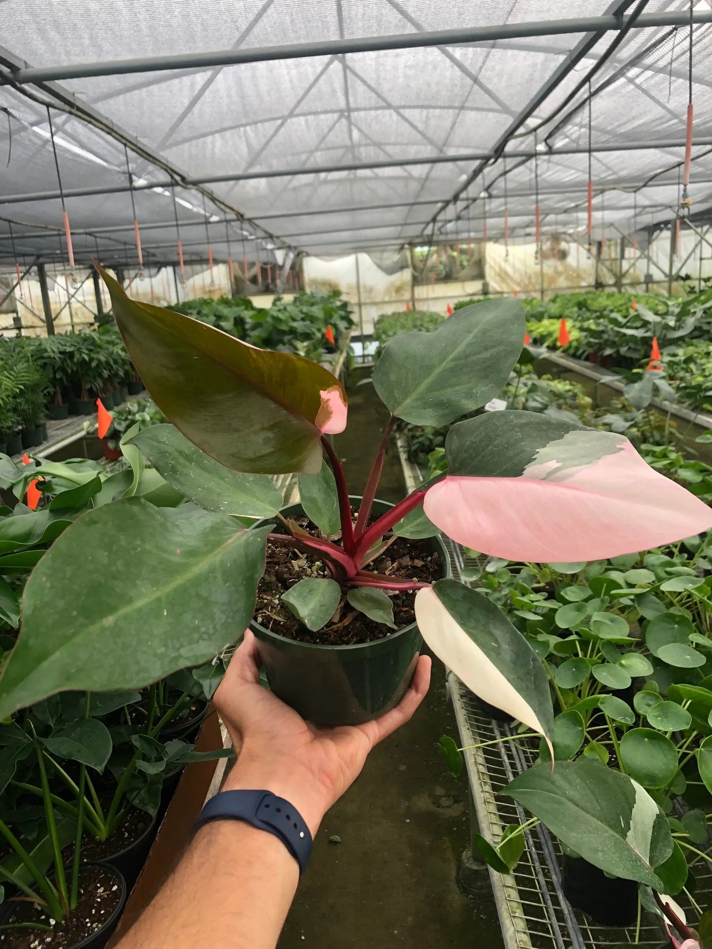 Philodendron 'Pink Princess' - Tampa Home & Garden Store