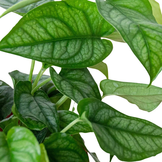 Monstera Siltepecana Silver Queen plant dark green glossy leaves with pronounced venation on Tampa Home & Garden Store