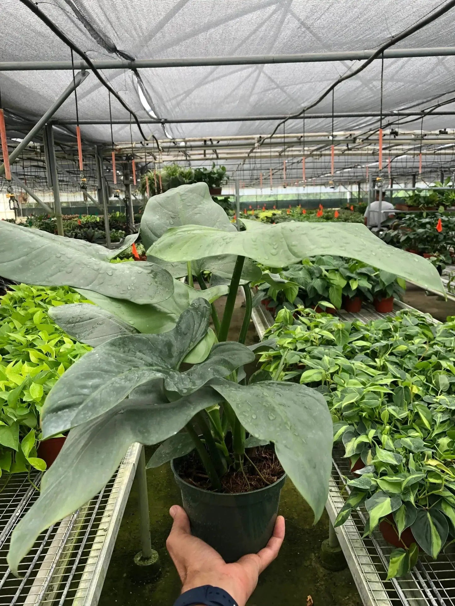 Philodendron 'Silver Sword' - Tampa Home & Garden Store