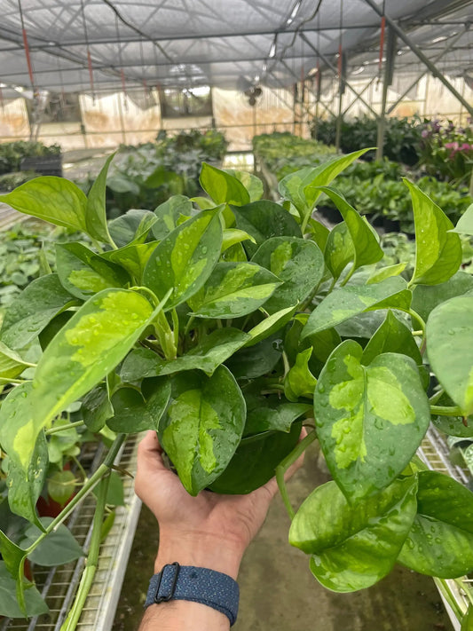 Pothos Global Green indoor plant, variegated lime green leaves in a pot on Tampa Home & Garden Store