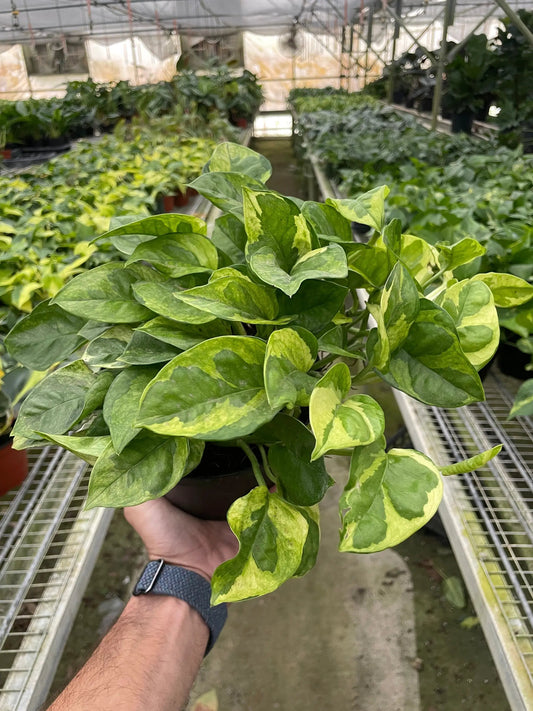 Lemon Meringue pothos plant with variegated green and yellow leaves in a pot on Tampa Home & Garden Store