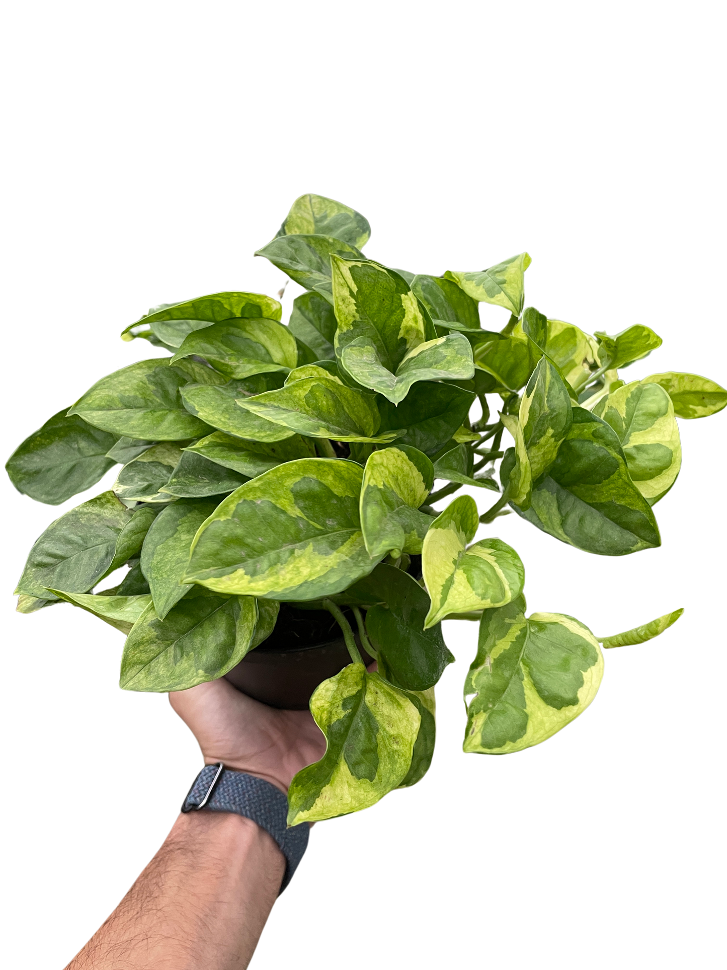 Lemon Meringue pothos Epipremnum aureum variegated green-yellow leaves in pot on Tampa Home & Garden Store
