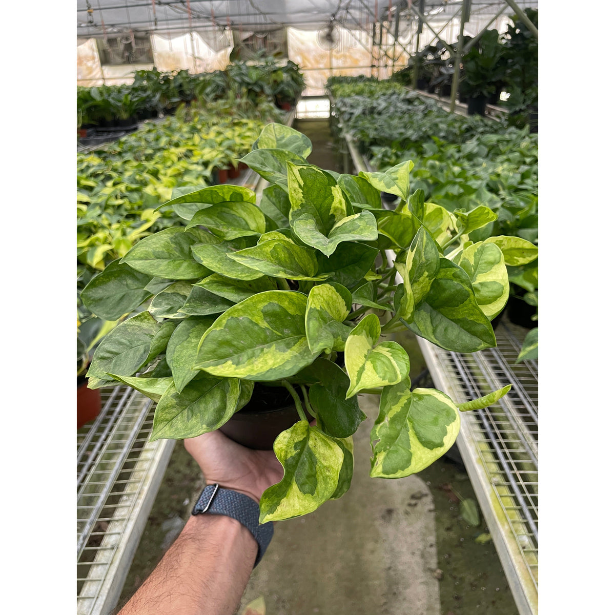 Pothos Lemon Meringue indoor plant variegated green-yellow leaves House Plant Shop on Tampa Home & Garden Store