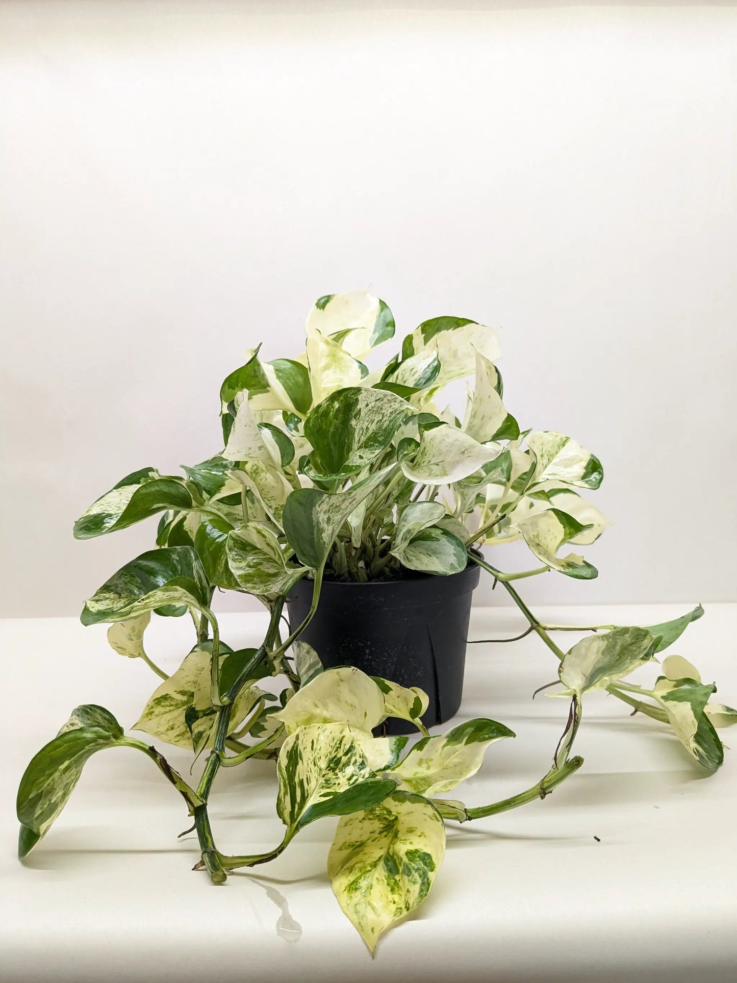 Pothos Manjula | Variegated Trailing Plant with Marble Leaves | House Plant Shop - Tampa Home & Garden Store